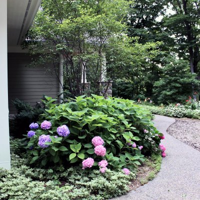 Hydrangea landscaping on walkway  